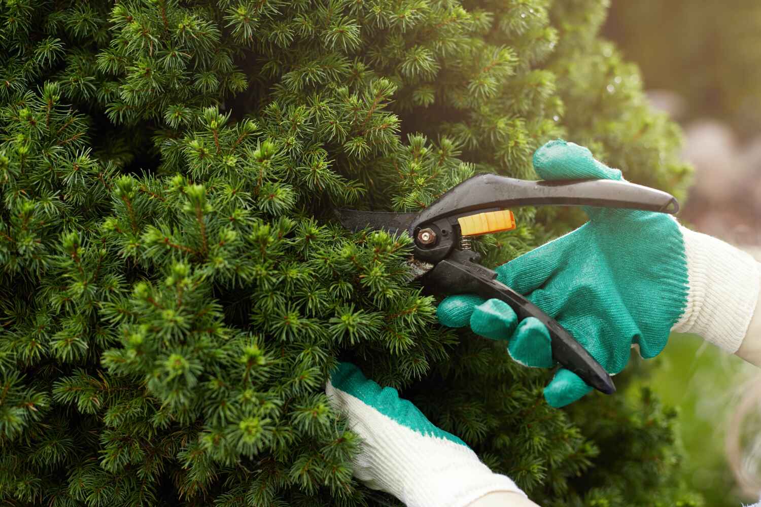 Best Affordable Tree Service  in Yuma, CO